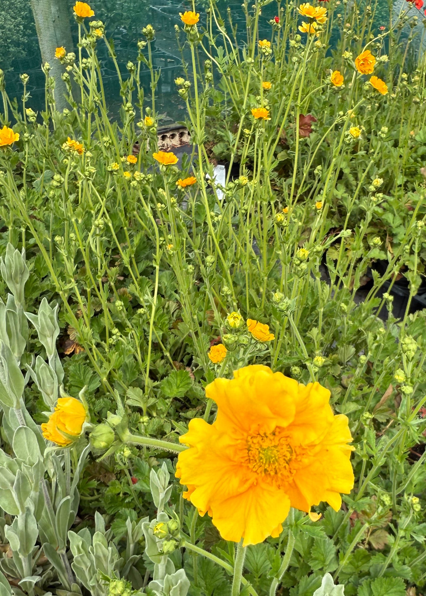 Geum Lady Stratheden