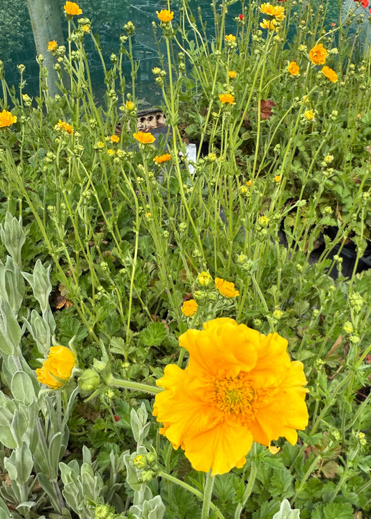 Geum Lady Stratheden