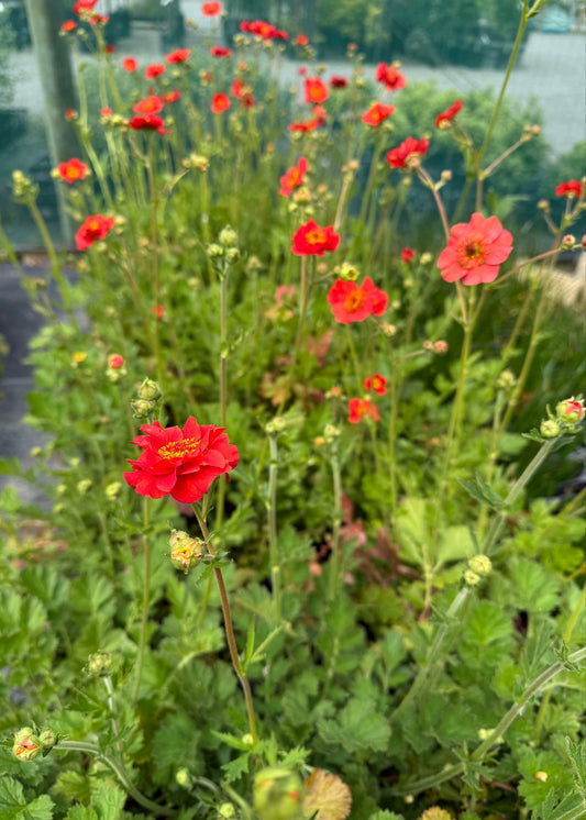 Geum Mrs Bradshaw