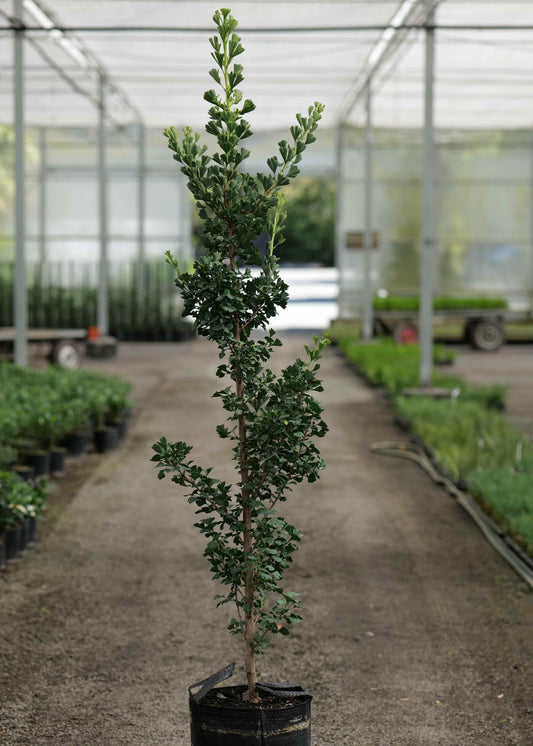 Potted plant in a greenhouse setting