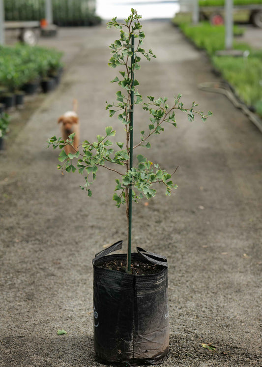 Young tree in a pot on a concrete path with a dog in the background