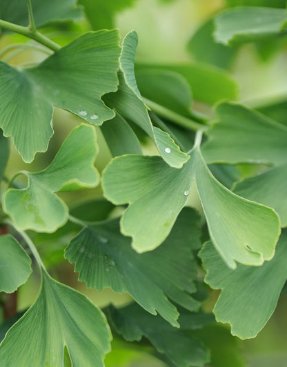 Ginkgo Biloba