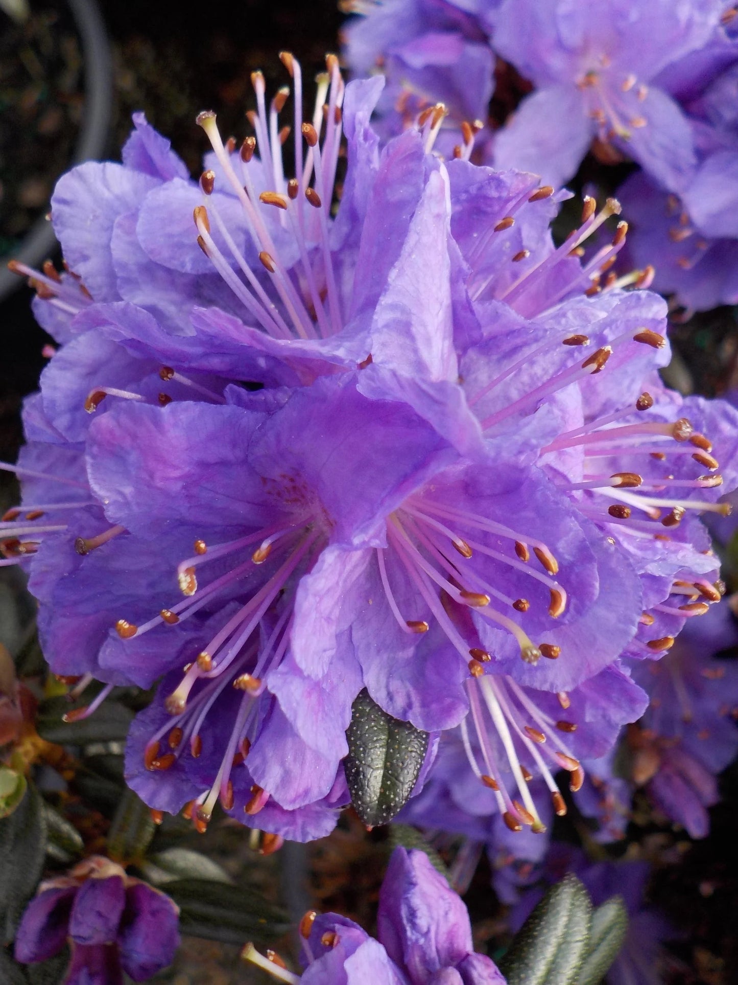 Rhododendron Glenfalloch Blue