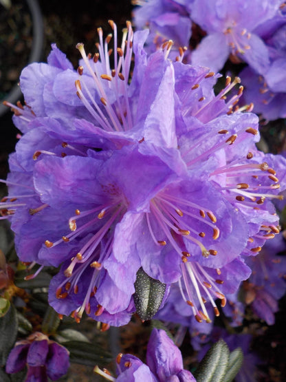Rhododendron Glenfalloch Blue