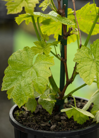 Grape Candice Seedless grape plant