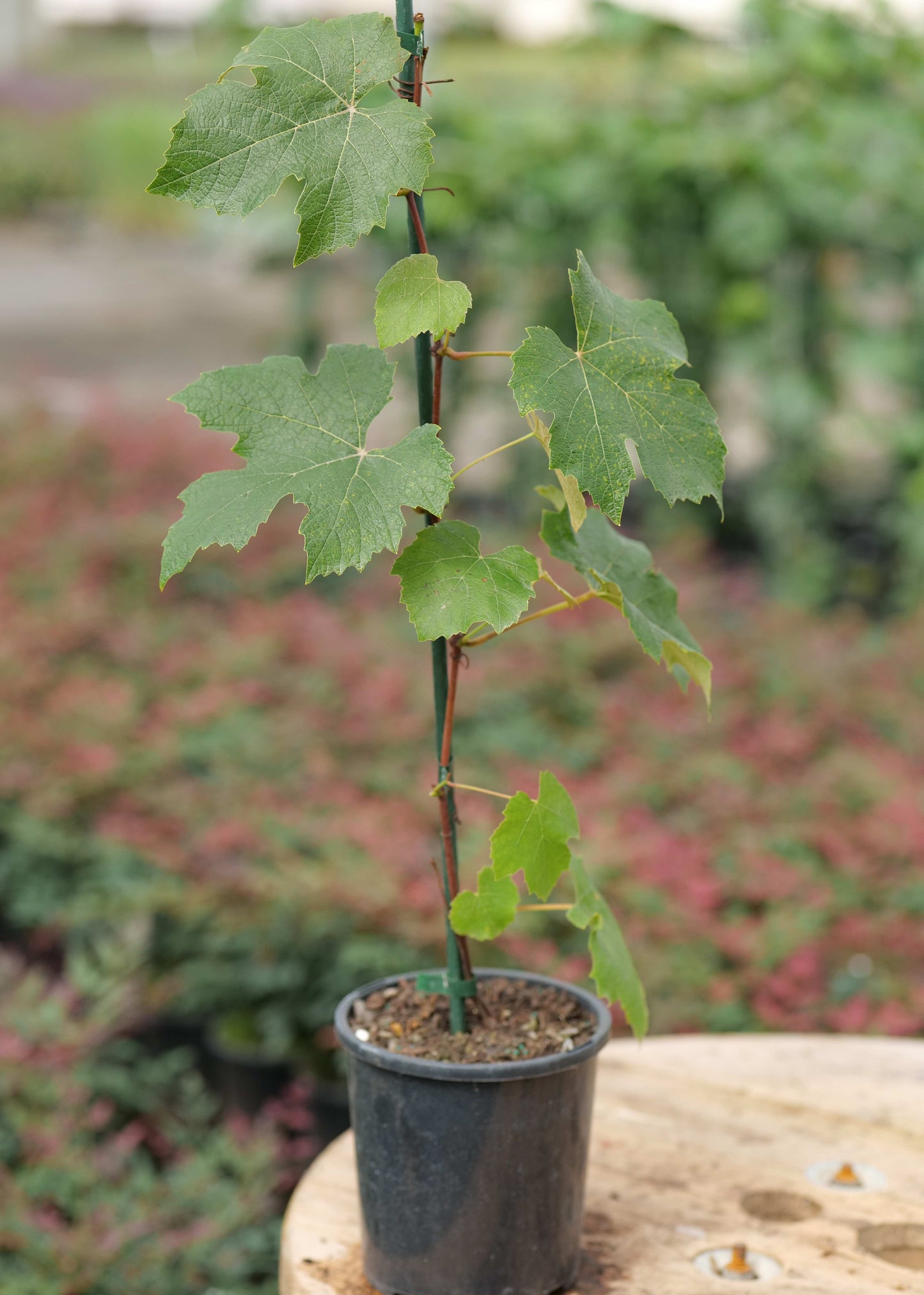 Grape Lakemont Seedless