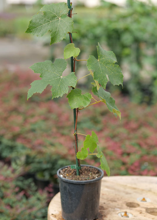 Grape Lakemont Seedless