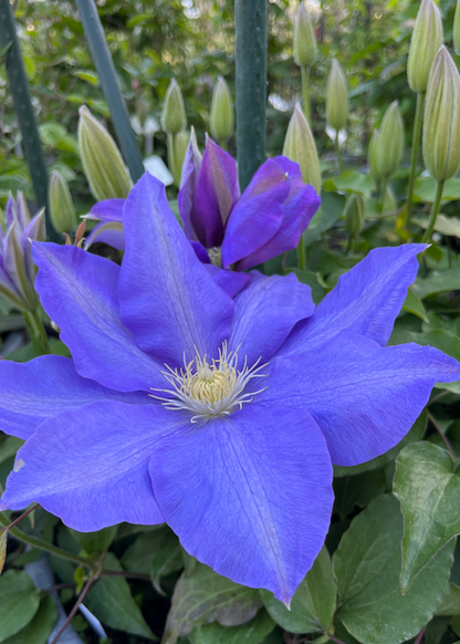 Blue Clematis flower of HF Young with green buds and leaves in the background