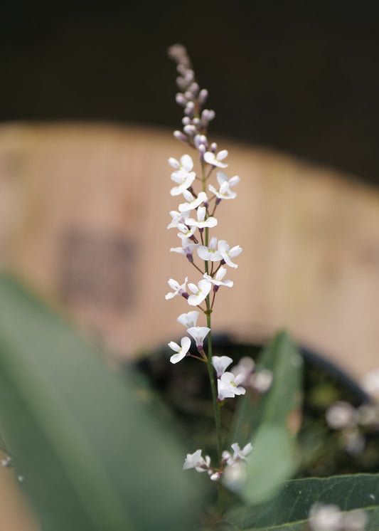 White Flowers of Hardenbergia Alba with a blurred background