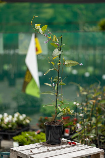 Hardenbergia Violacea