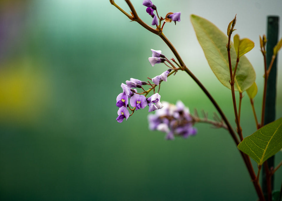 Hardenbergia Violacea