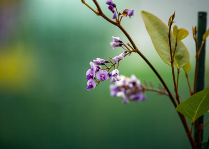 Hardenbergia Violacea