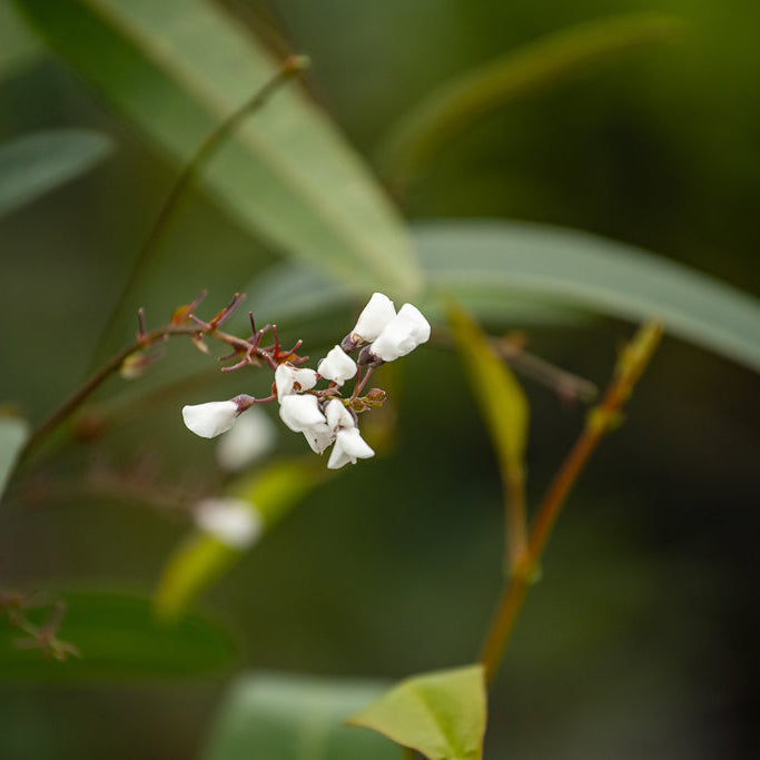 Hardenbergia Alba