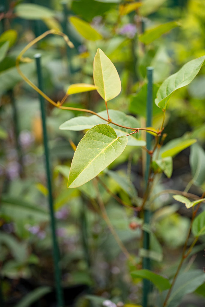 Hardenbergia Violacea