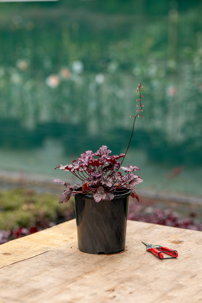 Heuchera Amethyst