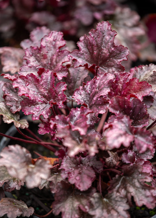 Heuchera Amethyst