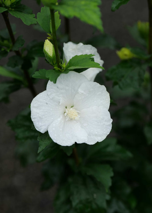 Hibiscus Syriacus Flower