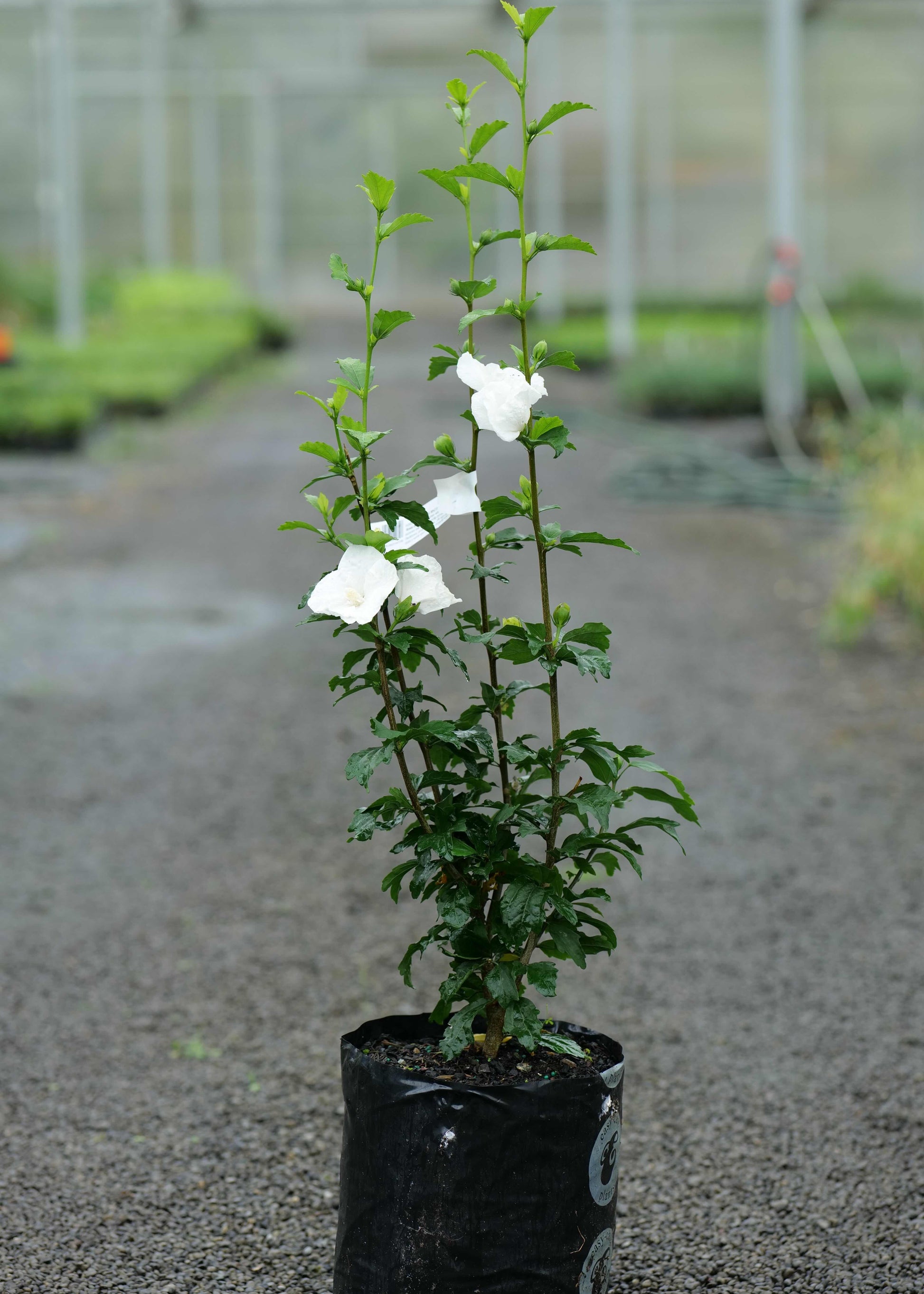 Hibiscus Syriacus plant in the glasshouse