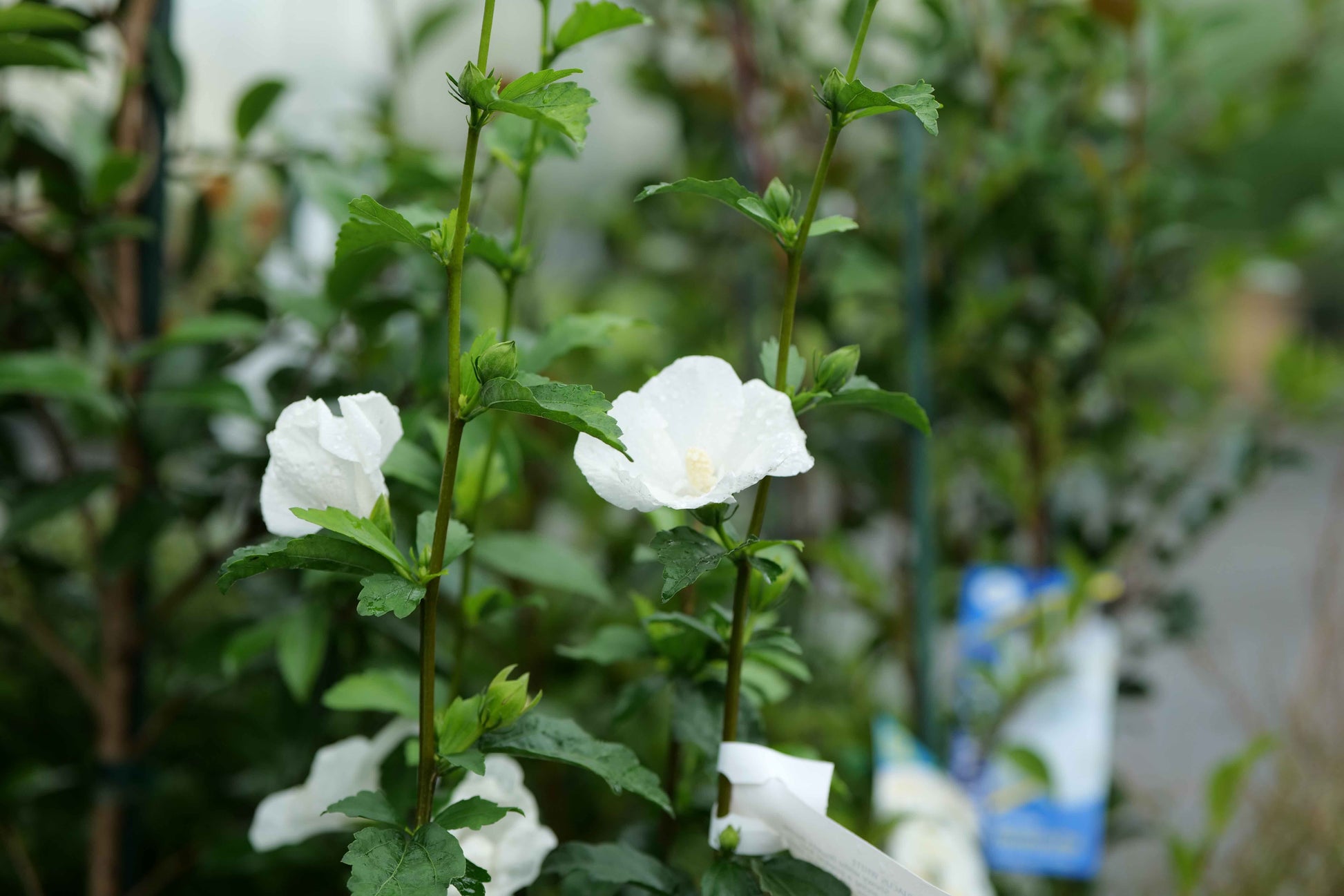 Hibiscus Syriacus flowers
