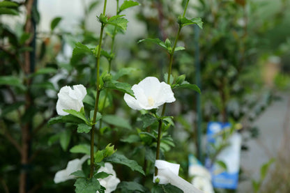 Hibiscus Syriacus flowers