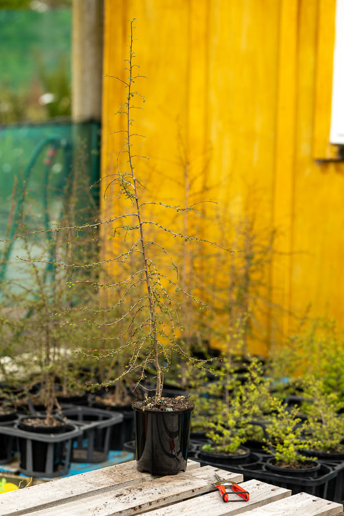 Hoheria Angustifolia