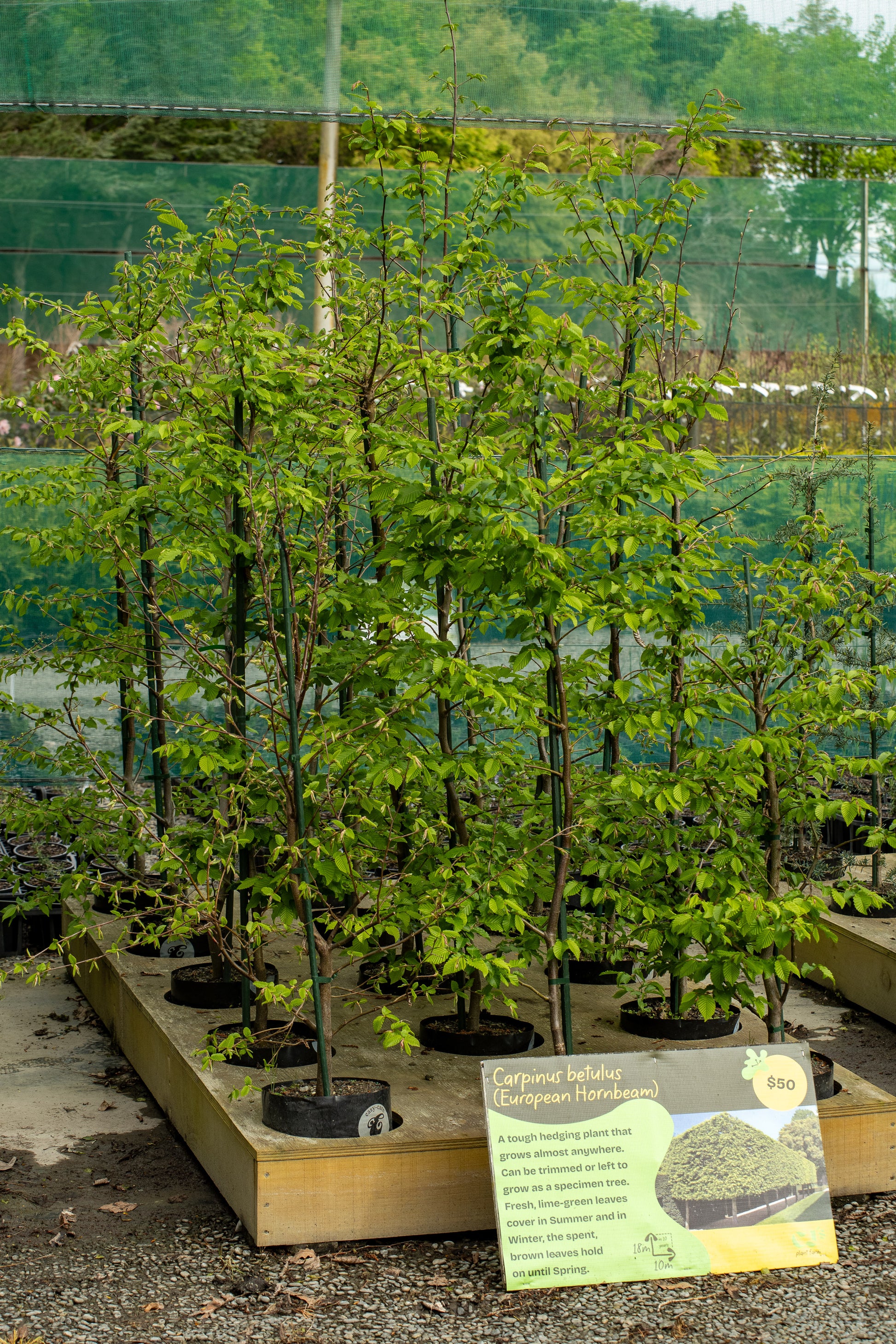 Multiple Hornbeams or Carpinus Betulus