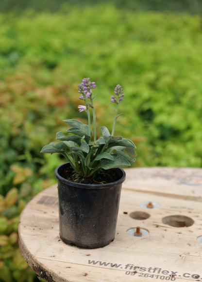 Hosta Blue Mouse Ears