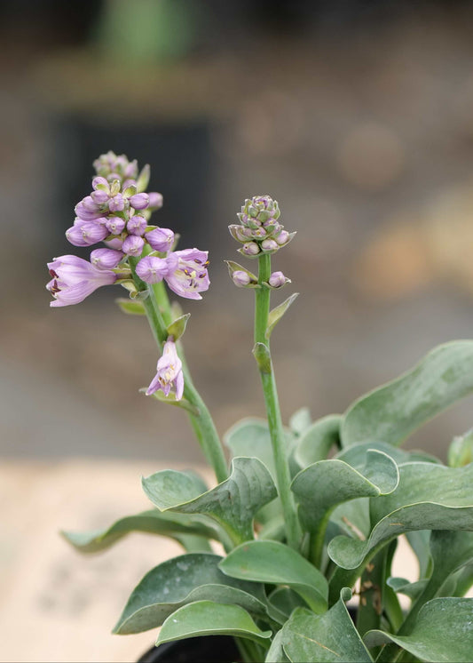Hosta Blue Mouse Ears
