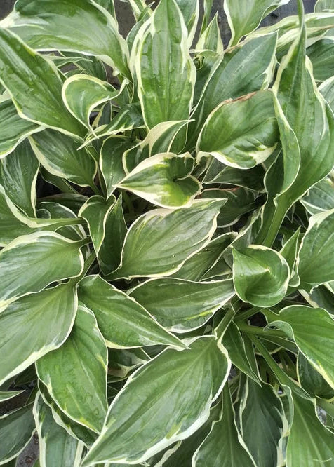 Hosta Minute Man