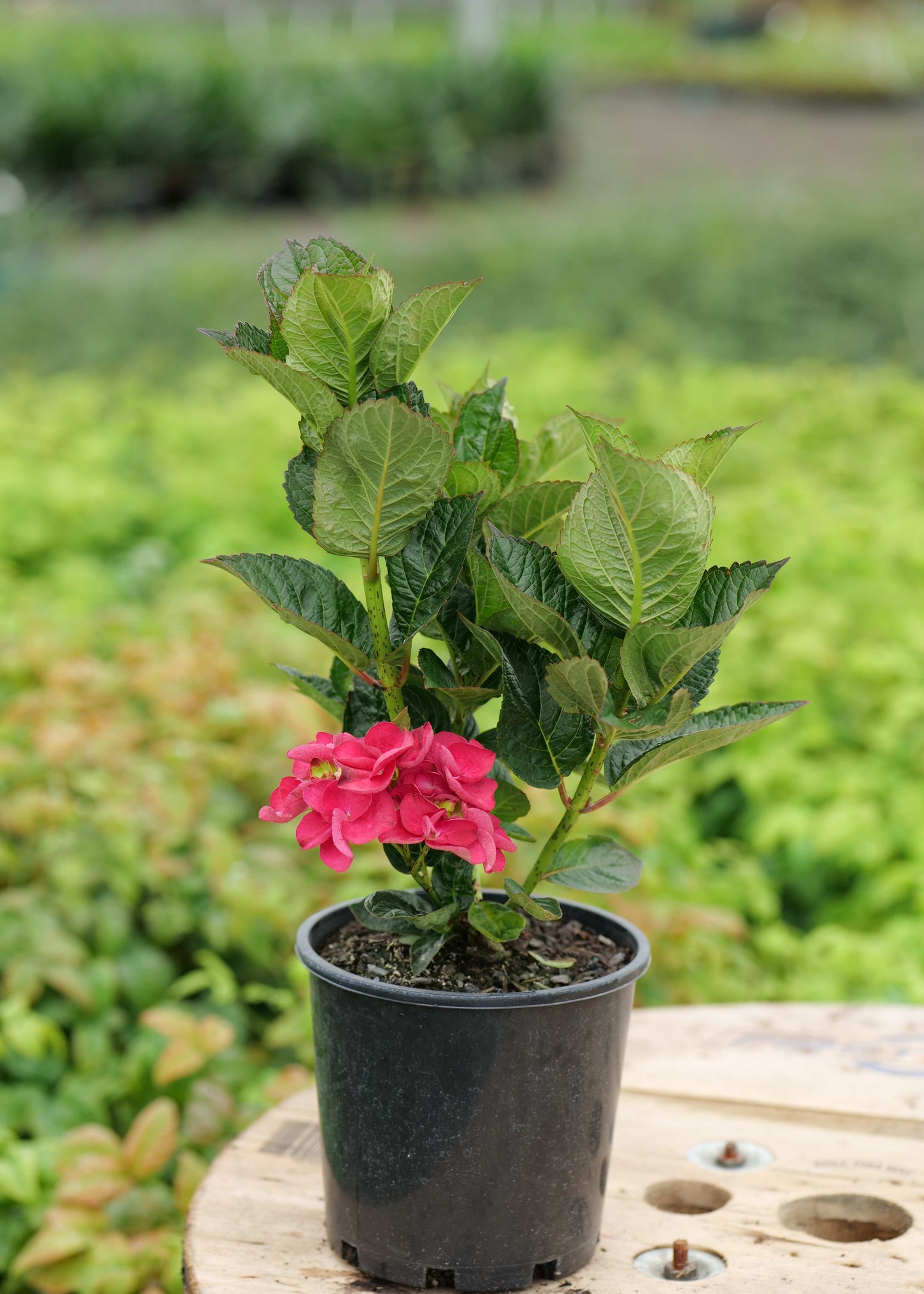 Hydrangea Bloody Marvellous