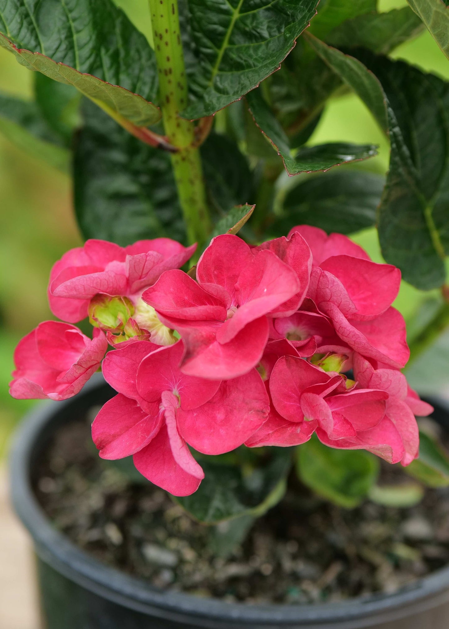 Hydrangea Bloody Marvellous
