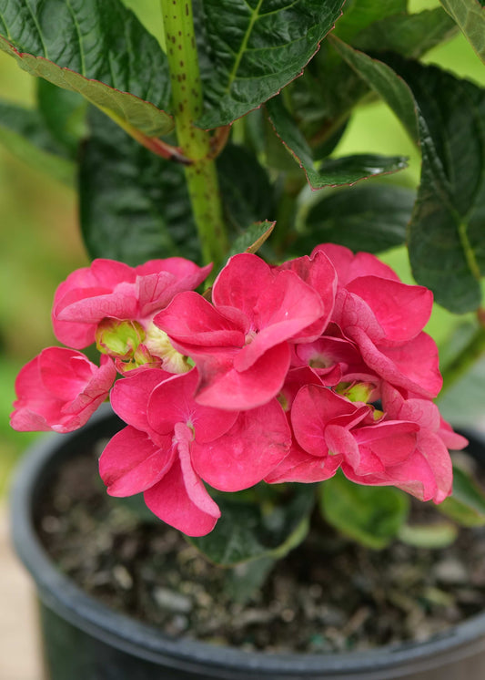 Hydrangea Bloody Marvellous