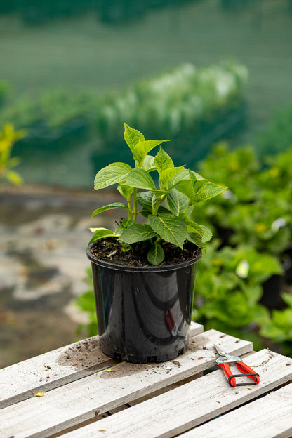 Hydrangea Bridal Bouquet