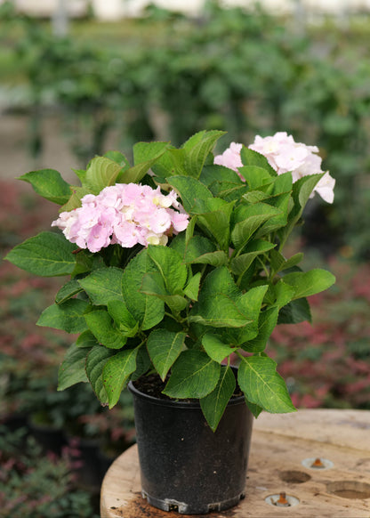Hydrangea Hopaline