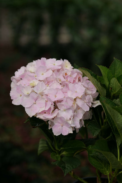 Hydrangea Hopaline