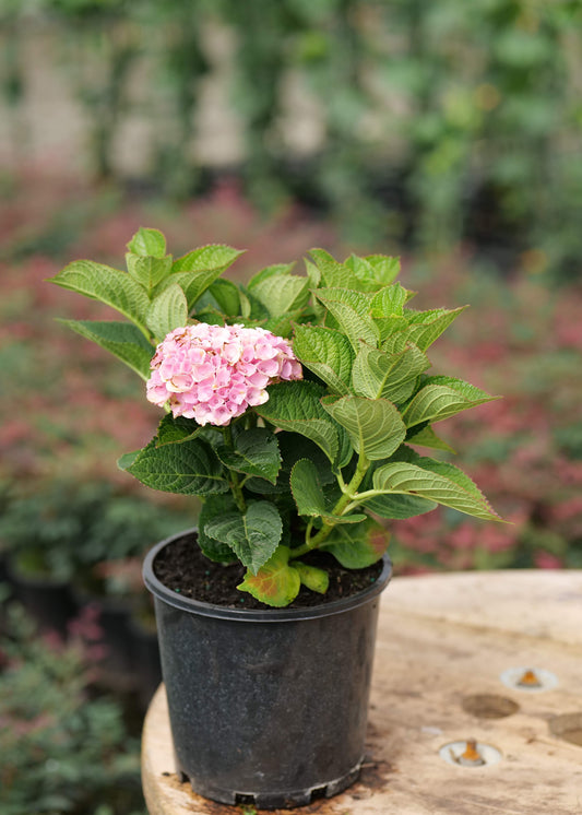 Potted plant with pink flowers and green leaves on a wooden surface