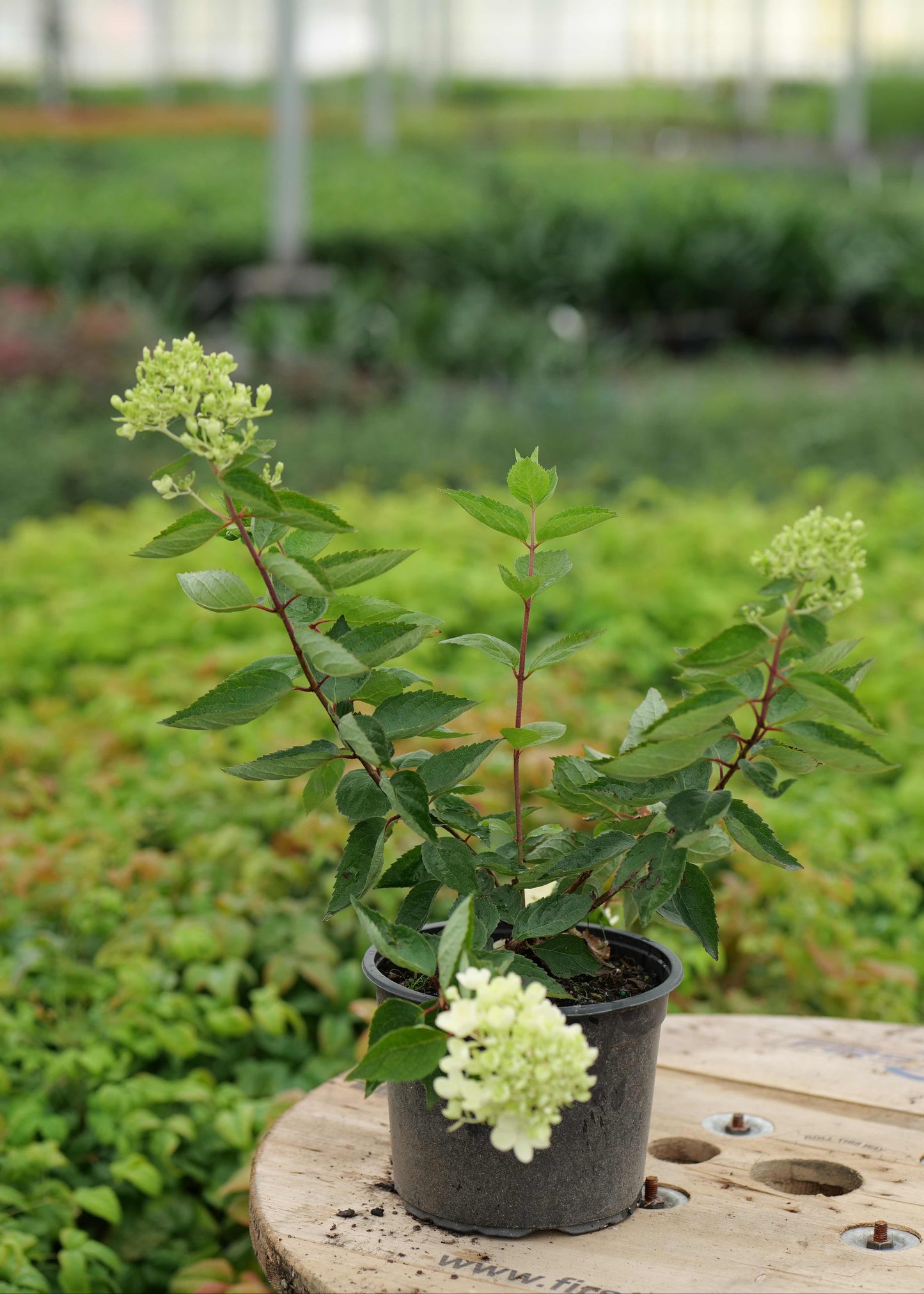 Hydrangea Paniculata Bombshell