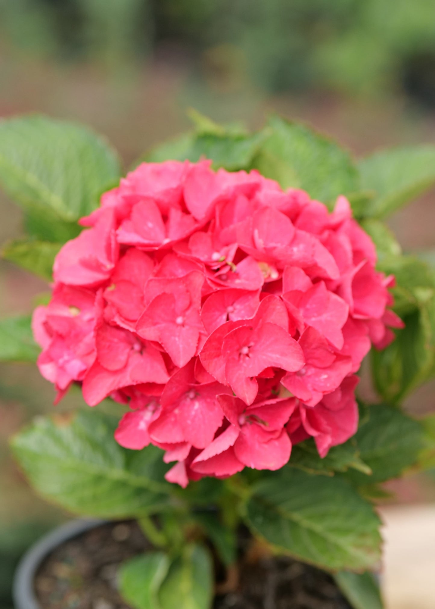 Hydrangea Paris