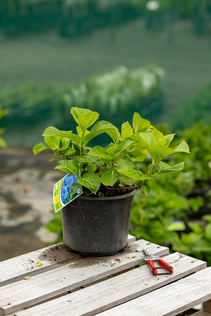 Hydrangea Renate Steineger