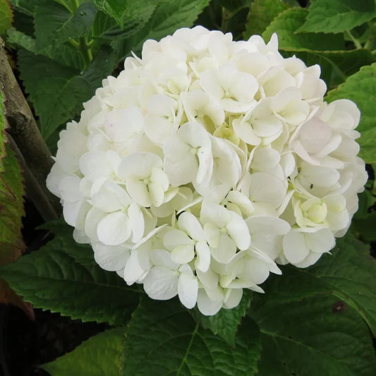 Hydrangea Bridal Bouquet