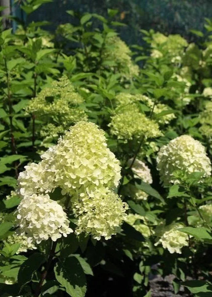 Hydrangea Limelight