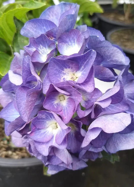 Hydrangea Renate Steineger