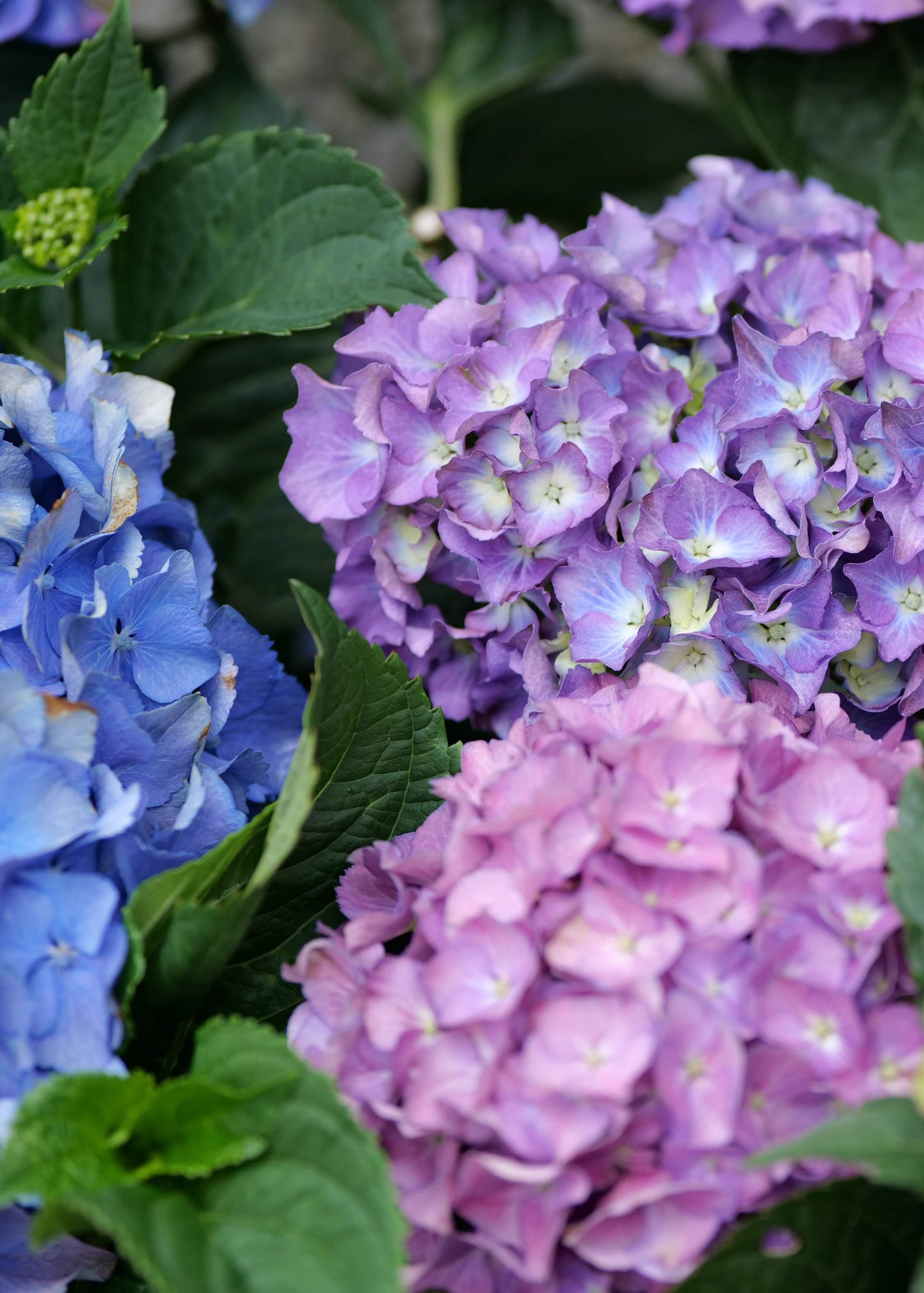 Hydrangea Renate Steineger