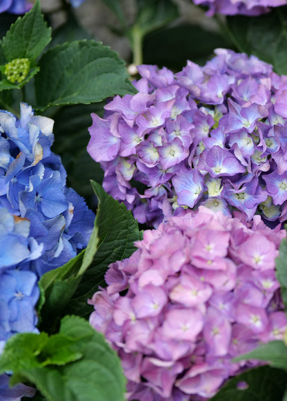 Hydrangea Renate Steineger