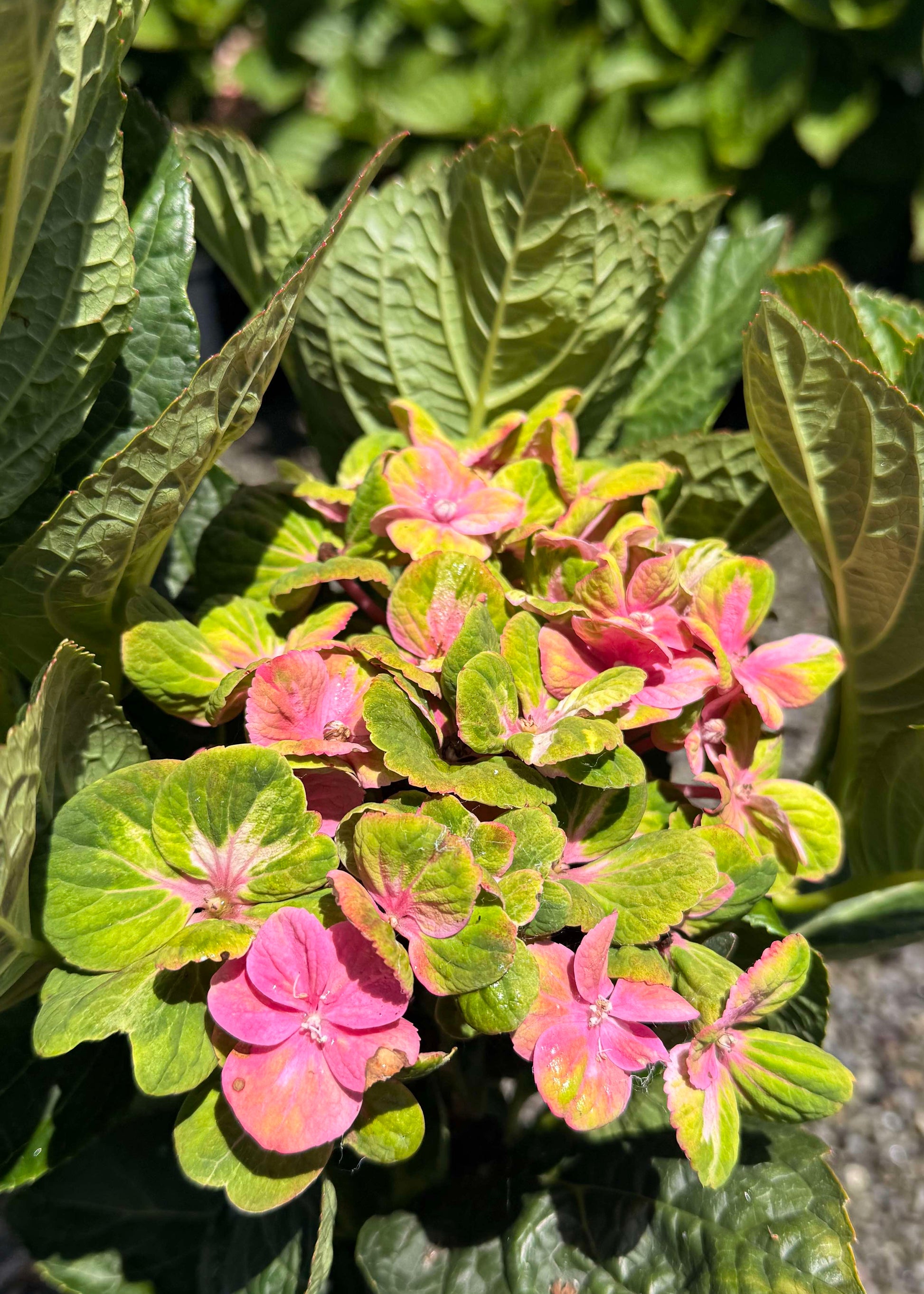 Hydrangea macrophylla Coral flower