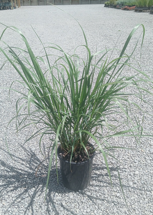 Calamagrostis Karl Forester