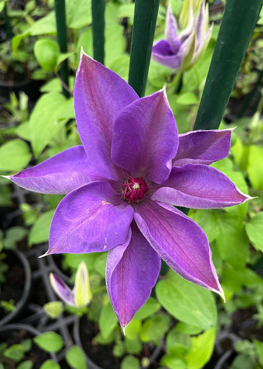 Purple flower with green leaves in the background