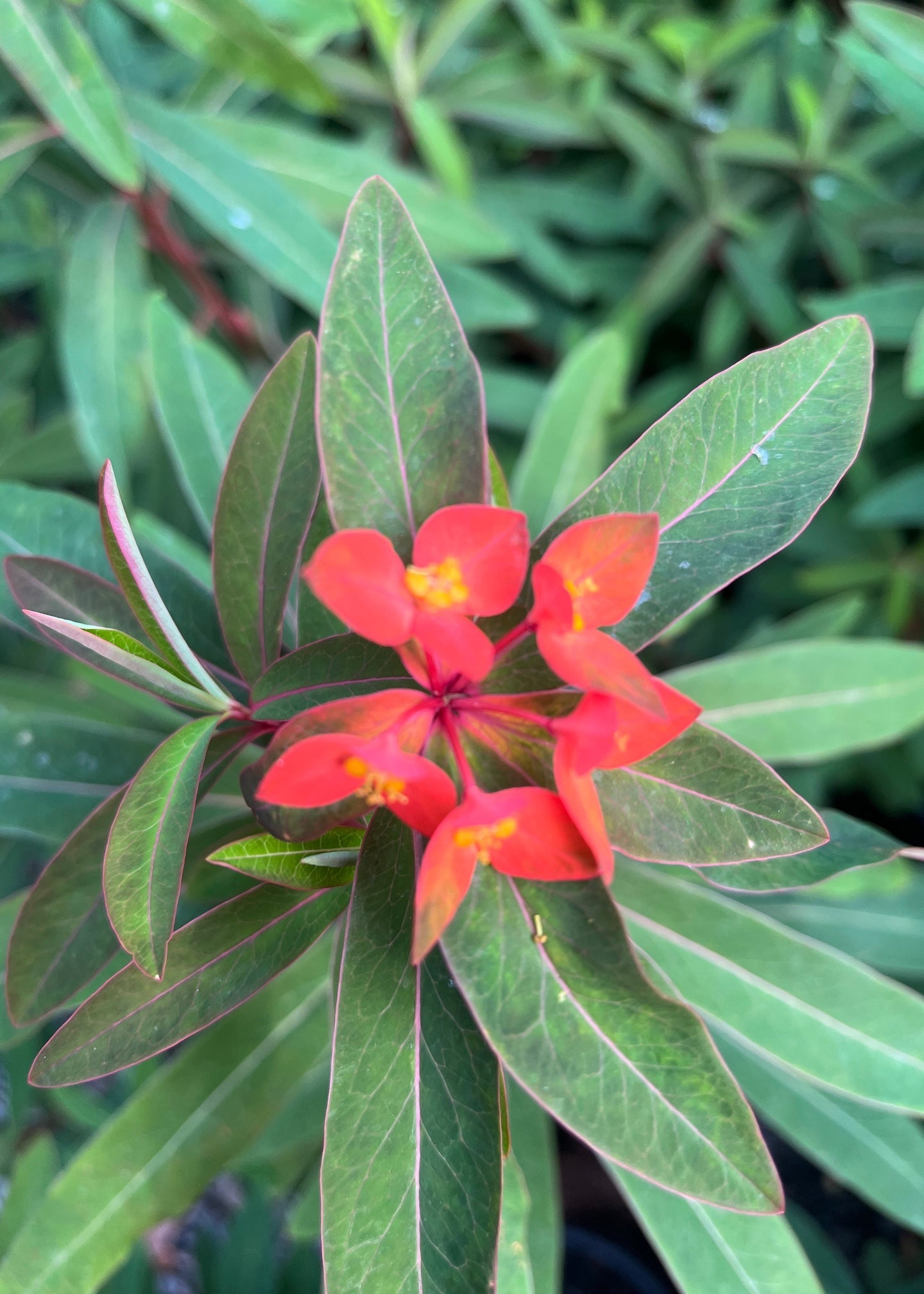 Euphorbia Fireglow flower with green leaves on a blurred green background