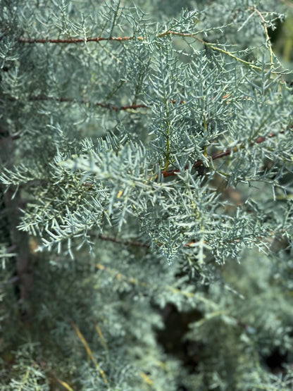 Cupressus Glabra Blue Ice