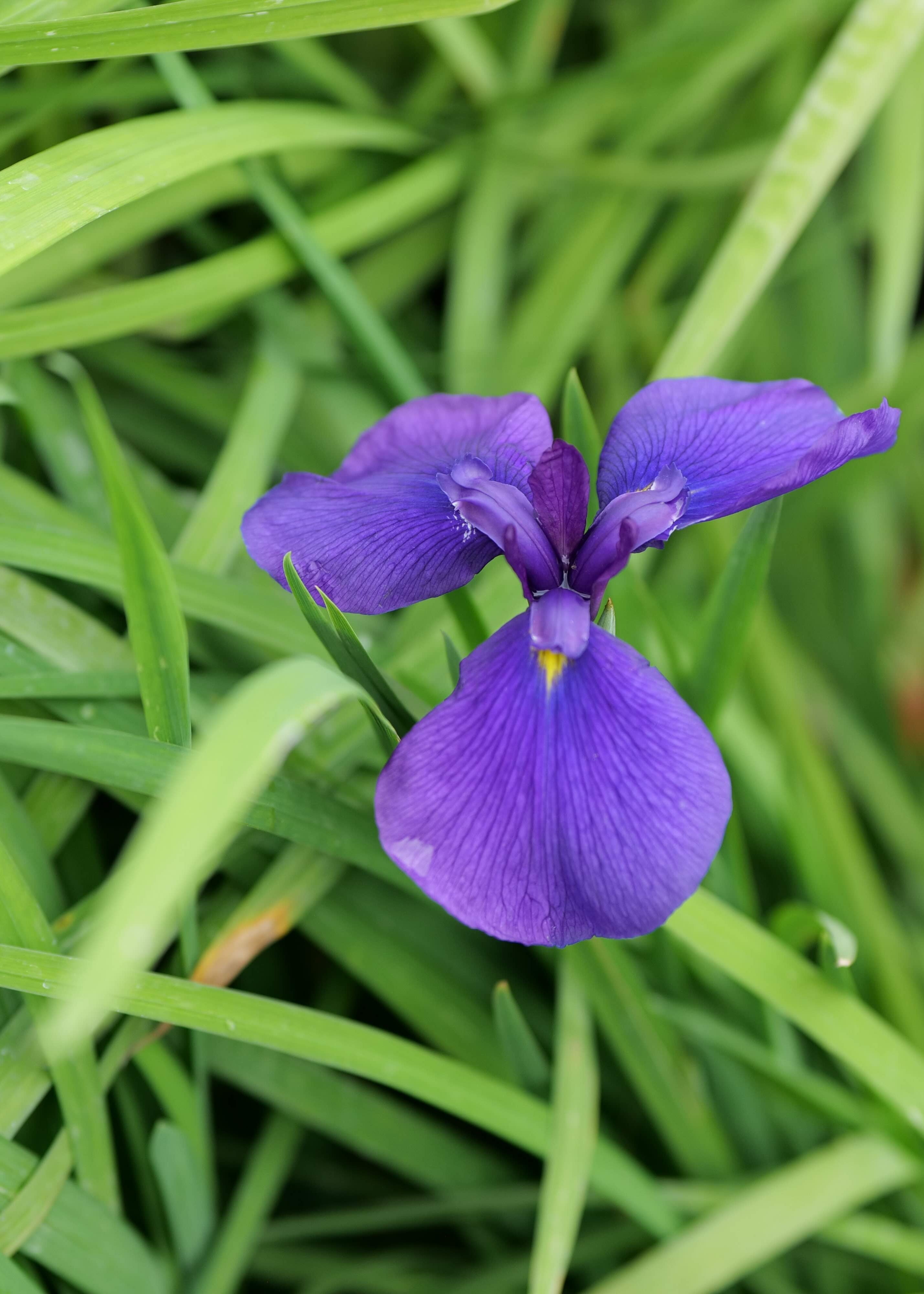 Iris Sibirica CJ's Plant Farm